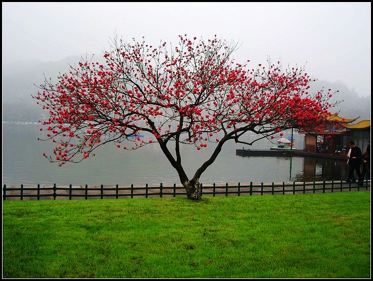 西湖如梦初醒