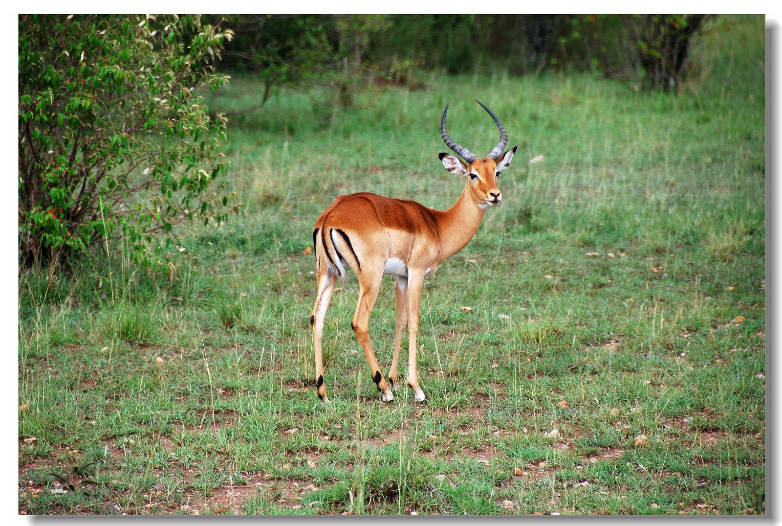 羚羊 角 野生动物 - Pixabay上的免费照片 - Pixabay