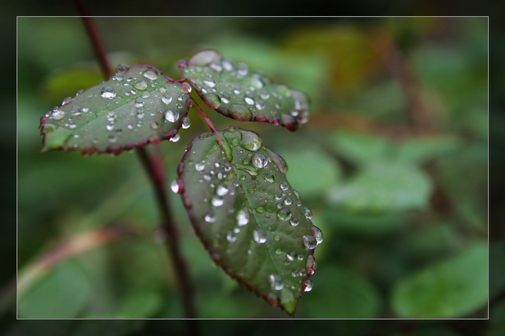 雨后的花草