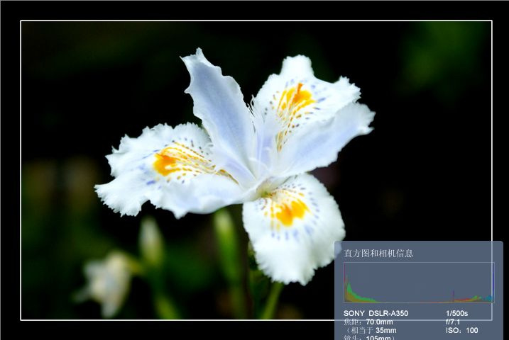 蝴蝶花