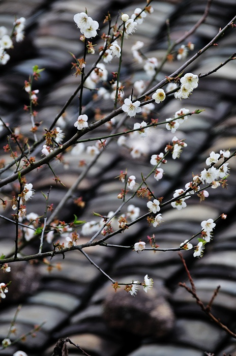 陆河梅花