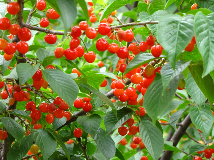 崂山樱桃节