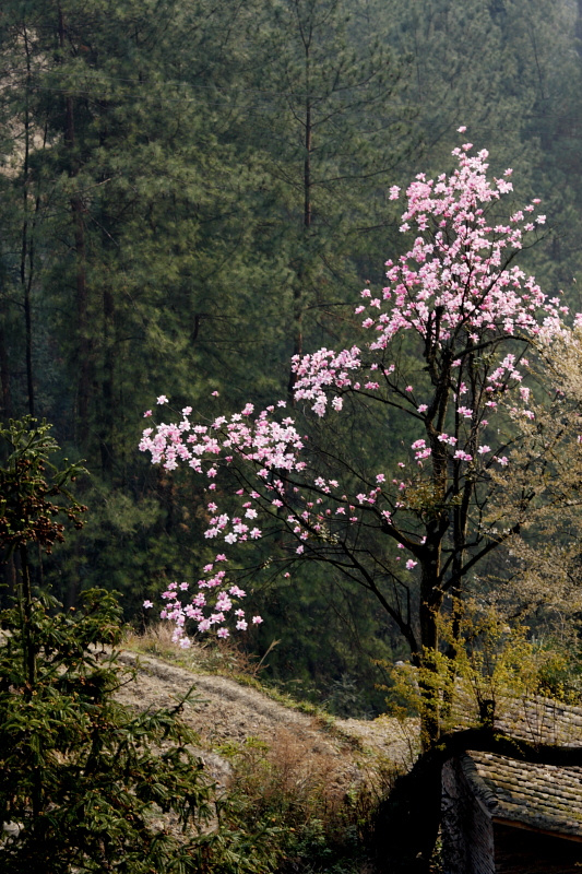 百花树