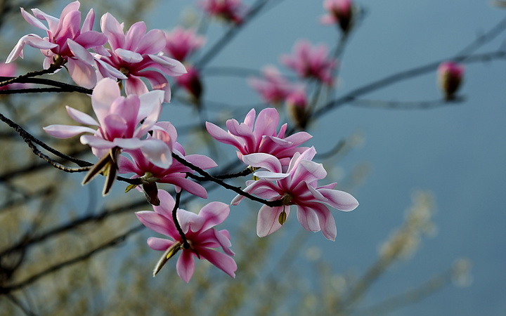 百花树