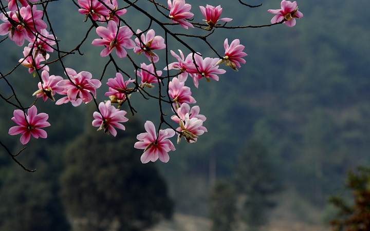 百花树