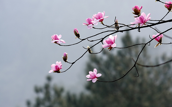 百花树