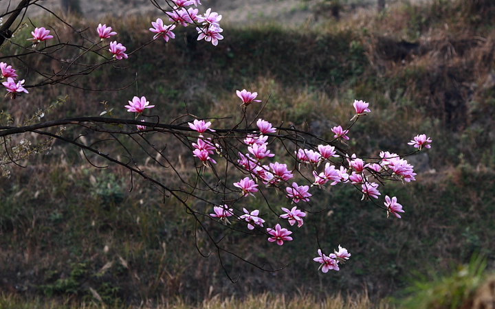 百花树