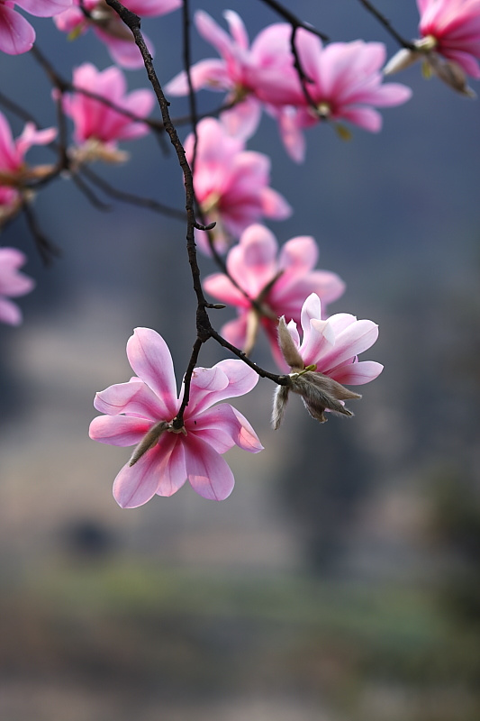 百花树