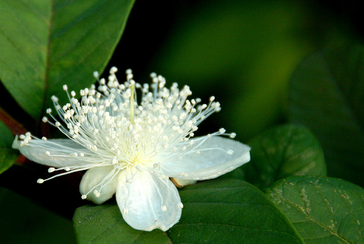 芬芳野花