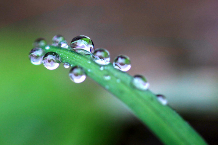 雨露