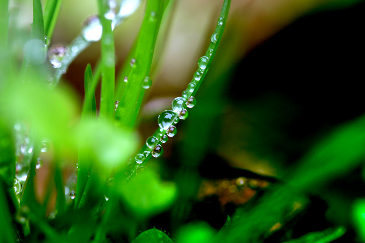 雨露