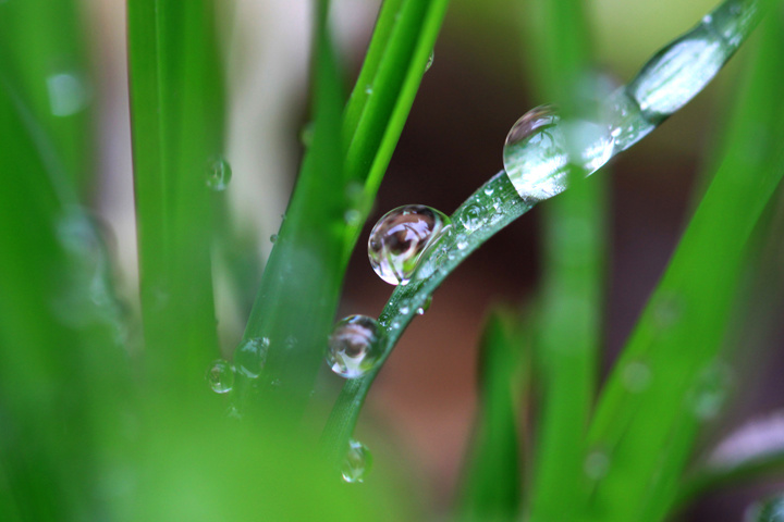 雨露