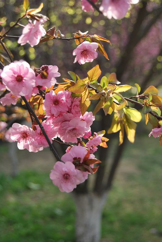 公园看桃花朵朵开