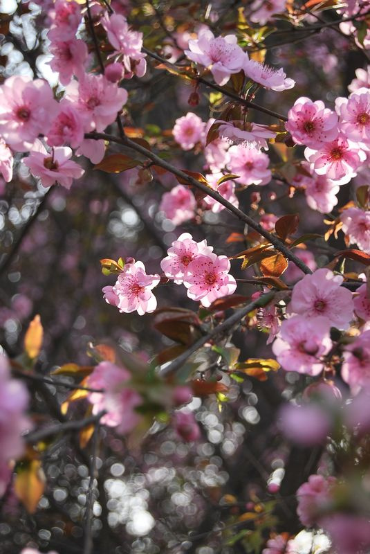 公园看桃花朵朵开