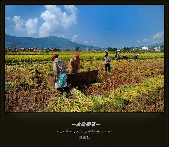 【丰收季节摄影图片】zz纪实摄影_和兰花在一起_电脑