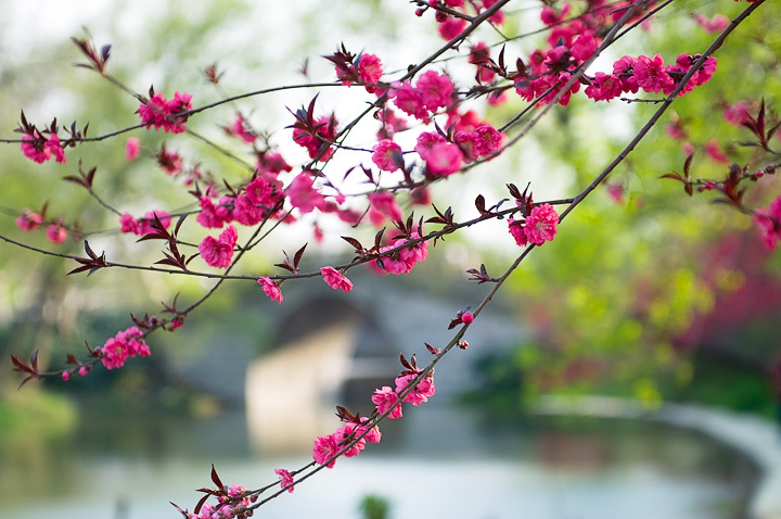 瘦西湖-烟"花"三月 (共p)