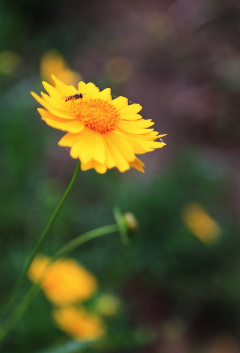 小花小草