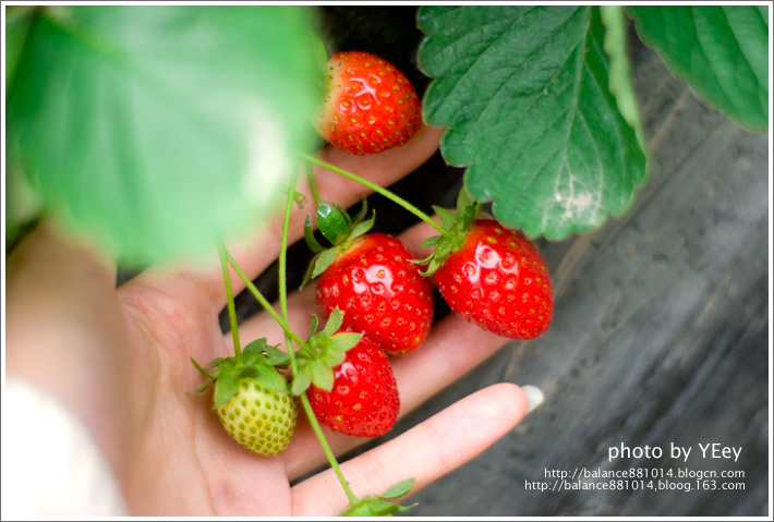 【吃草莓的季节摄影图片】草莓田生态摄影