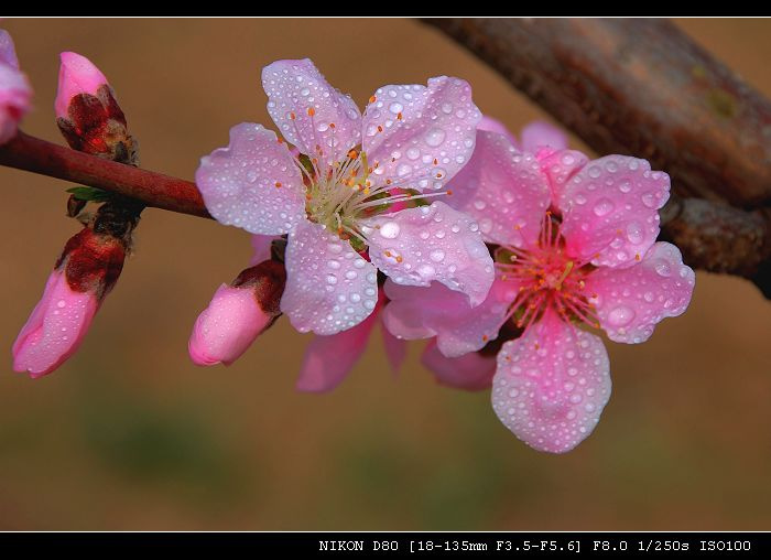 三月桃花红似火