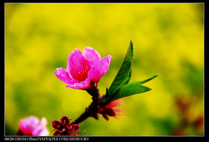 三月桃花红似火