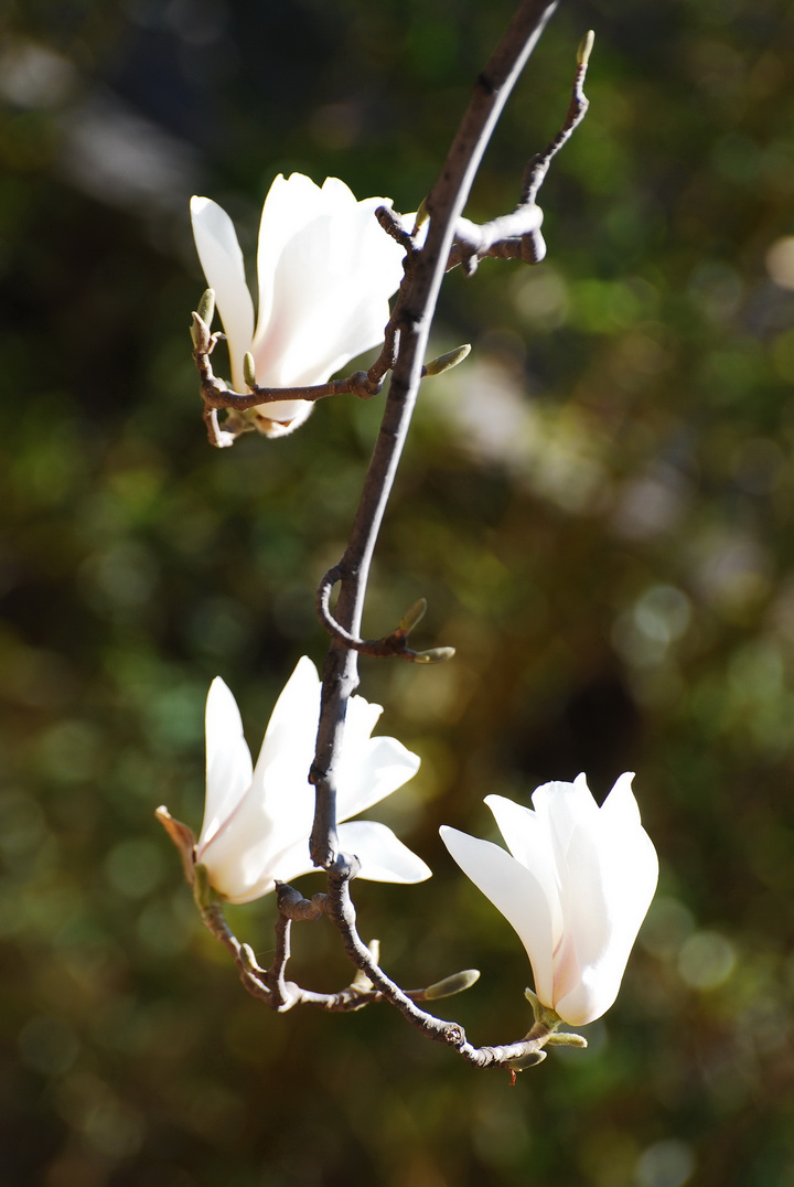 玉兰花