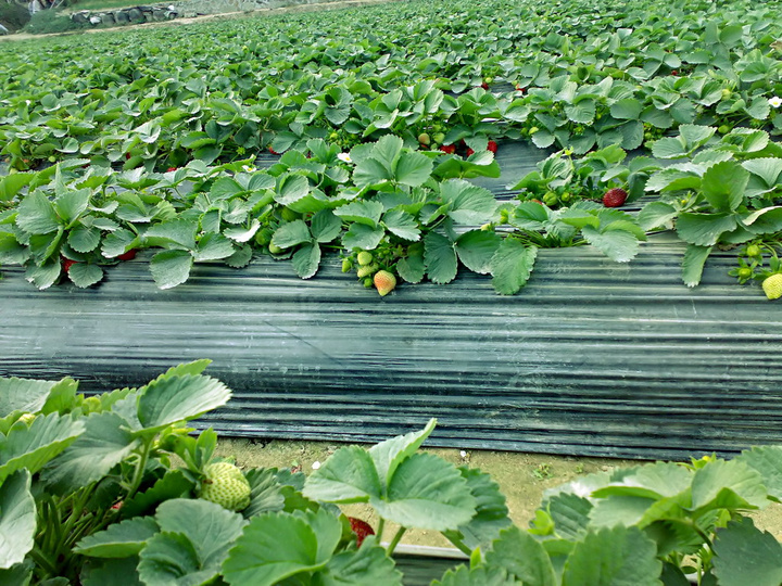 【我与草莓园摄影图片】广州天河龙洞生态摄影