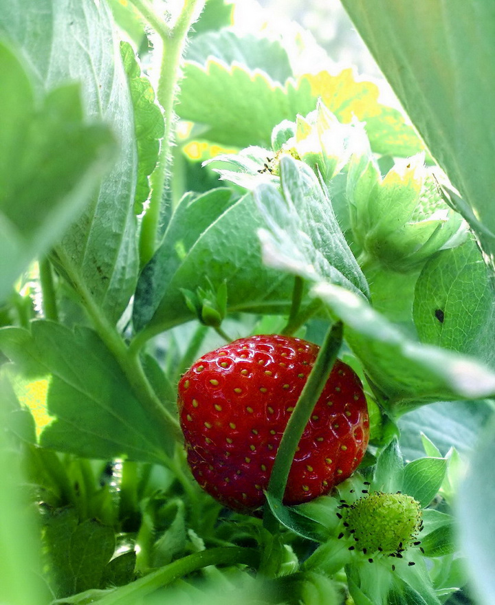 【我与草莓园摄影图片】广州天河龙洞生态摄影