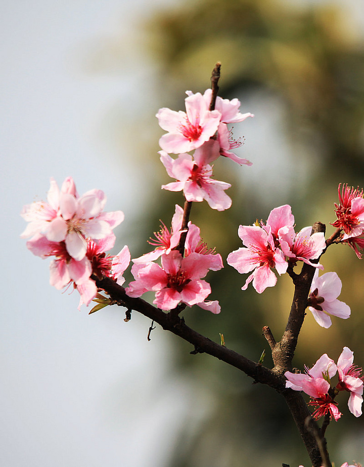 桃花