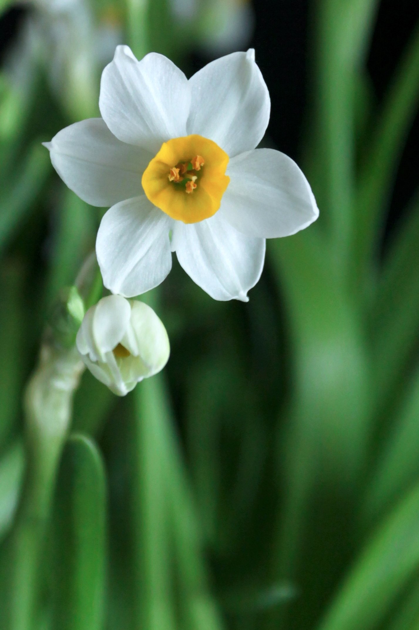 水仙花