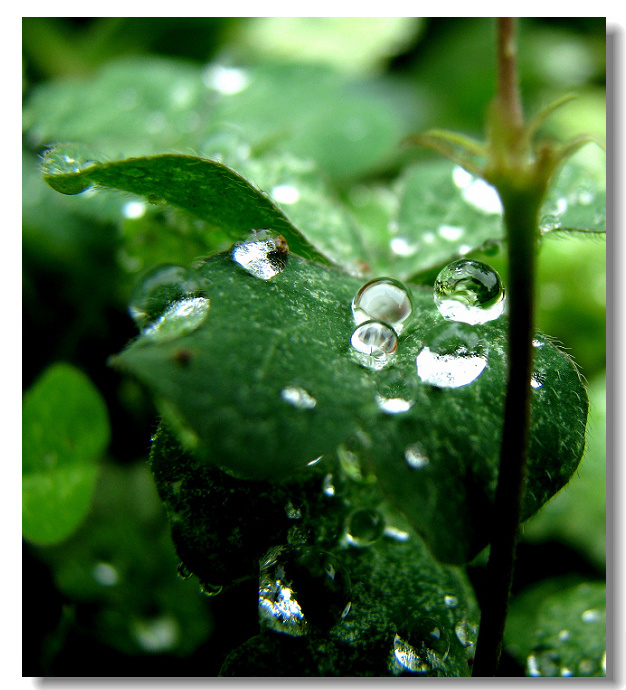 雨水珠