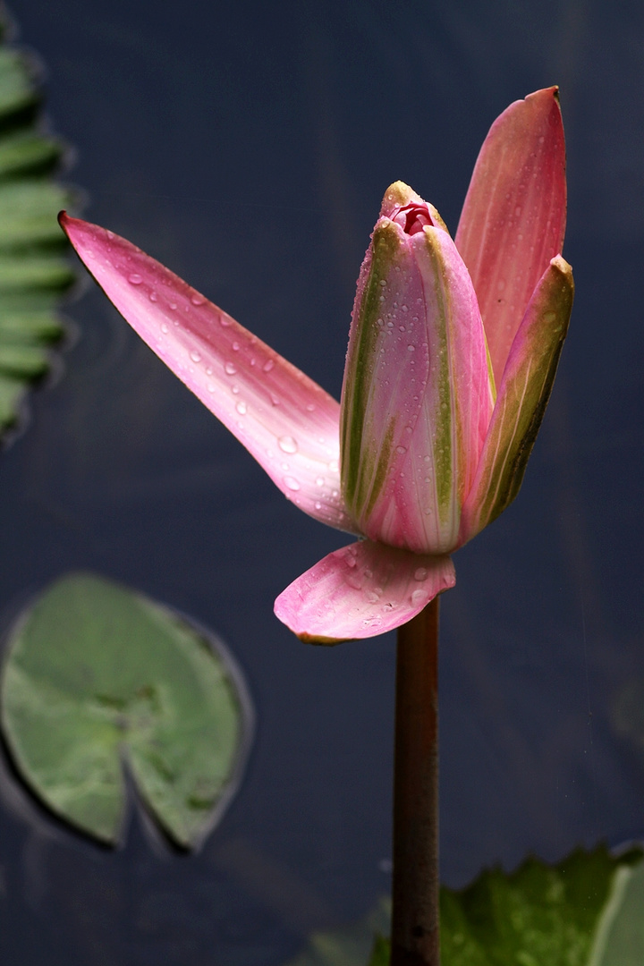 花与蜻蜓