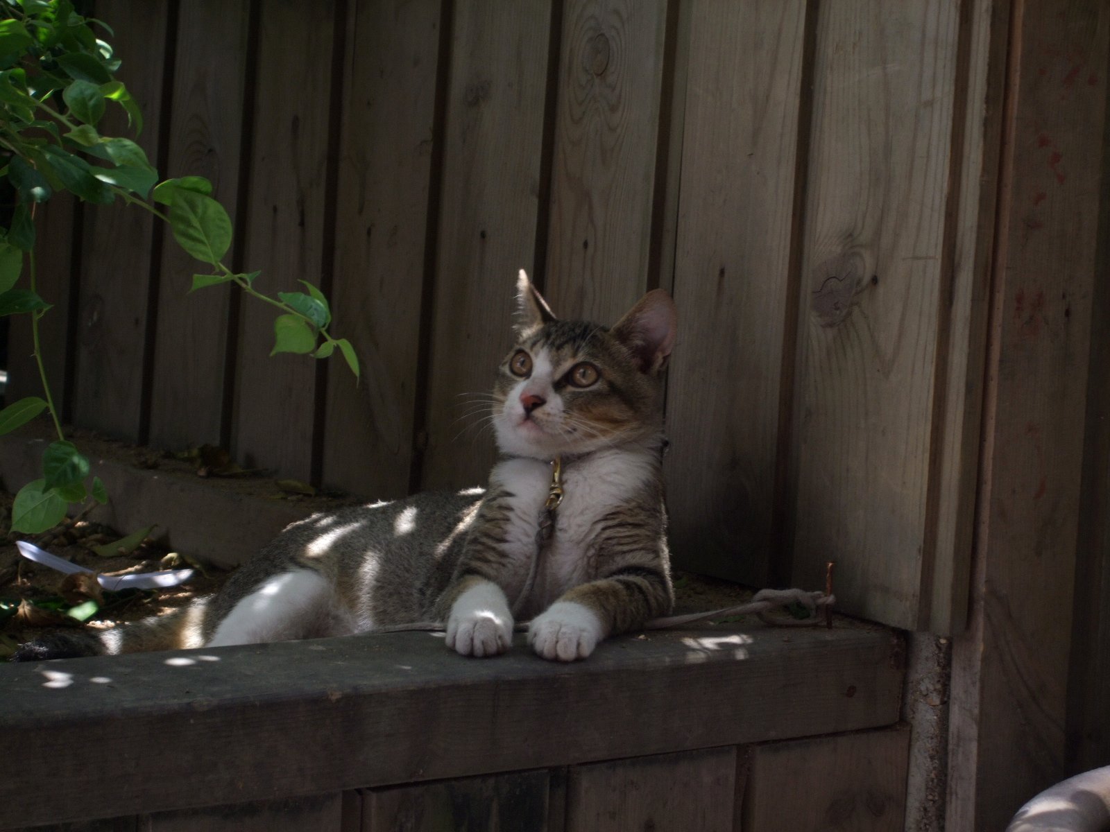 猫咪逗你玩