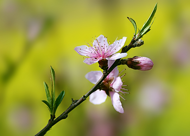 四月芳菲舞清香