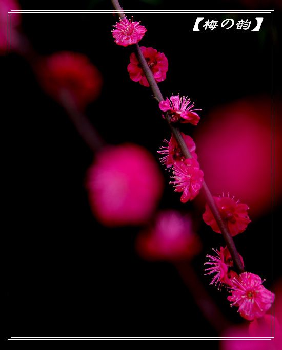 摄影部落
