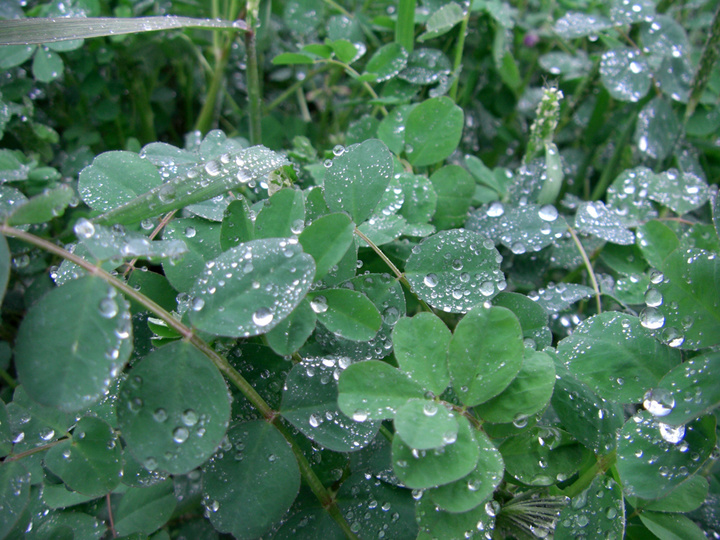 花草上的露水