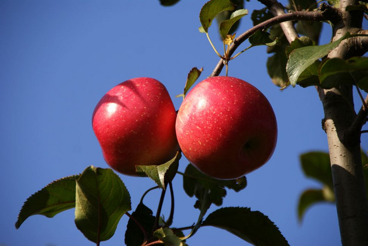 【苹果熟了摄影图片】大连金州三十里堡生态摄