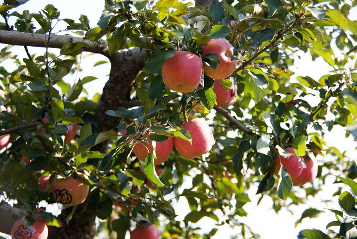 【苹果熟了摄影图片】大连金州三十里堡生态摄