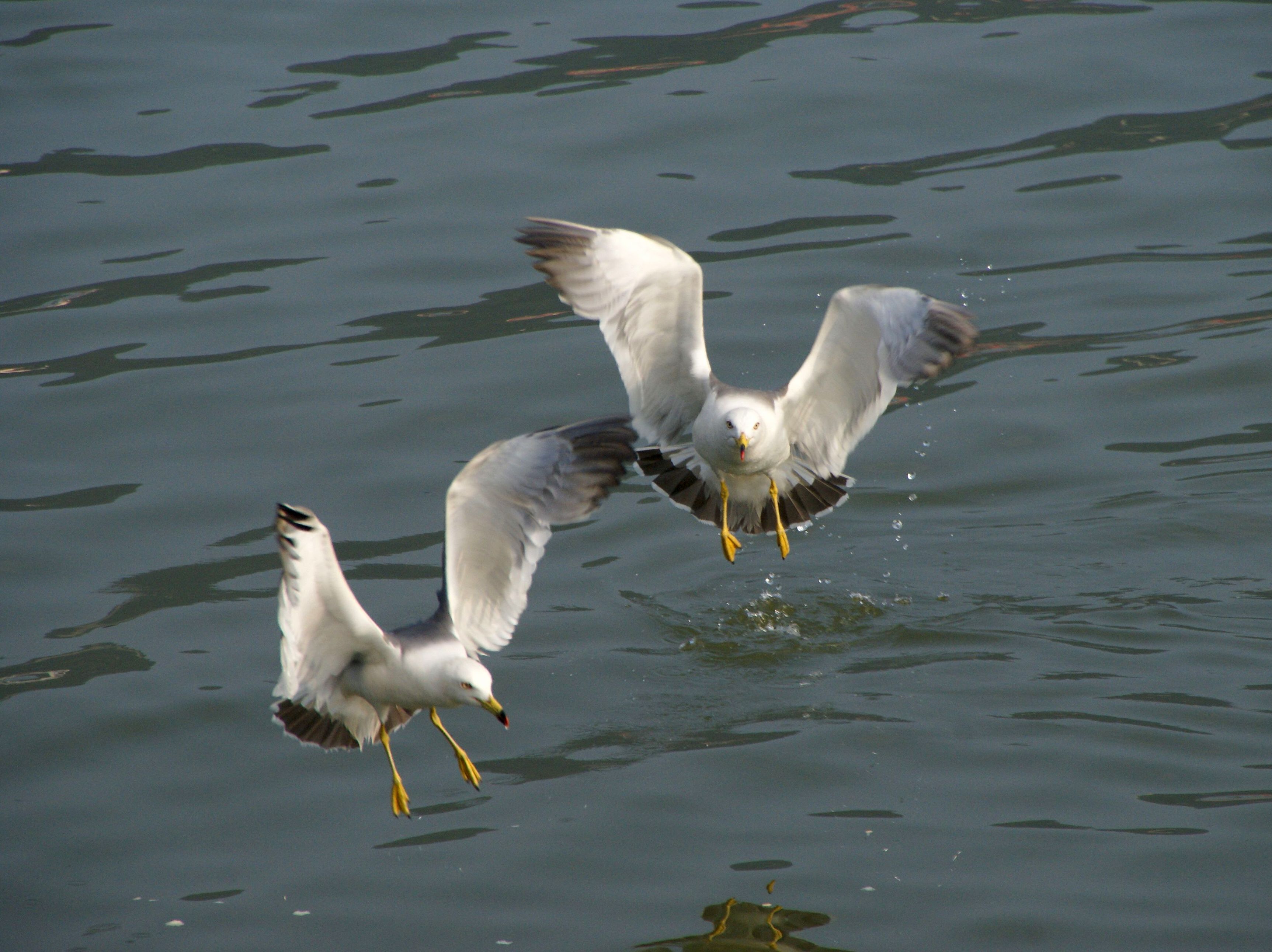 展翅飞翔的海鸥高清图片-千叶网