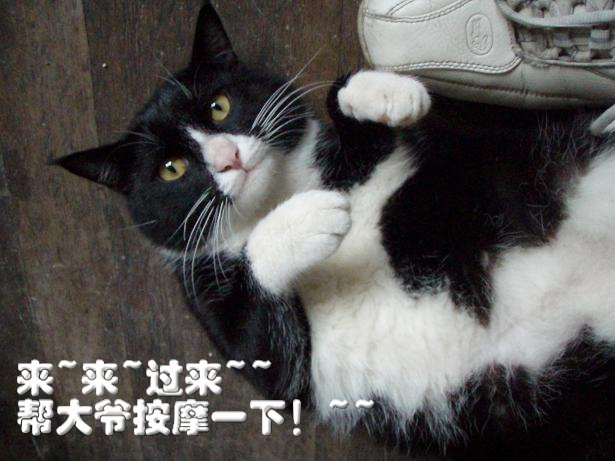 肥猫新传