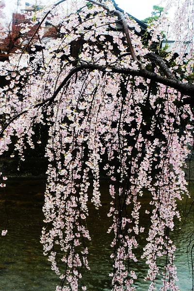 【日本樱花摄影图片】日本生态摄影_榕城阳光