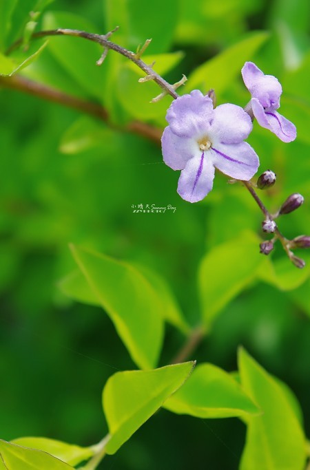 《小晴天》