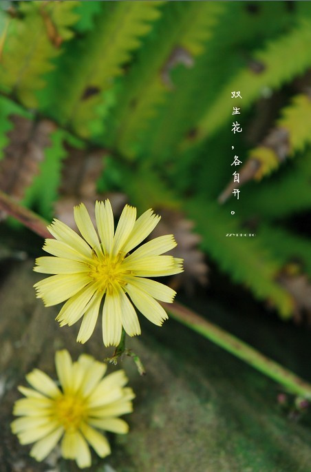 《小晴天》