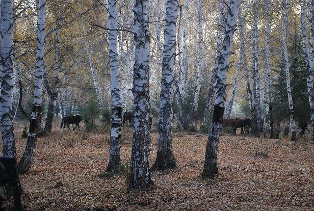【新疆禾木村里的白桦树摄影图片】禾木村生态