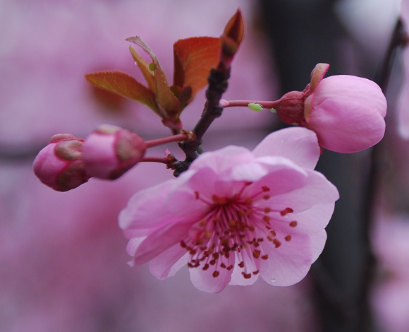 梅花盛开