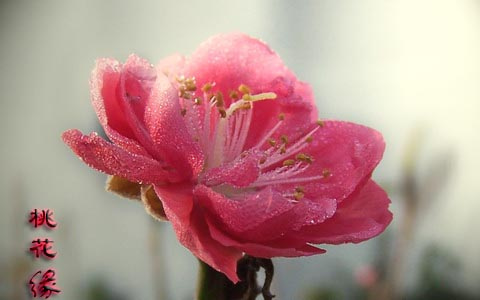 【心里的桃花源摄影图片】宝安桃花源生态摄影