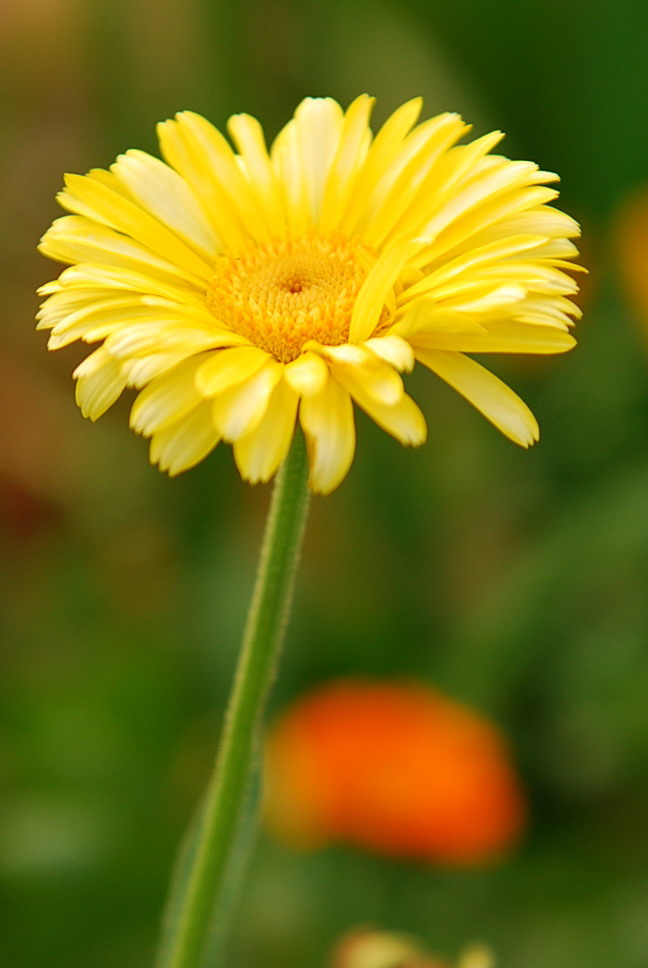 野菊