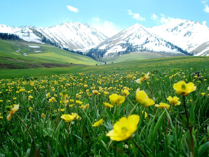 【美丽的家乡-----新疆·那拉提·空中草原摄影图片】那拉提夏牧场纪实摄影_红尘_太平洋电脑网摄影部落