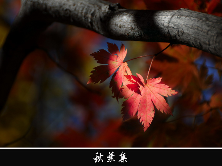 秋叶集