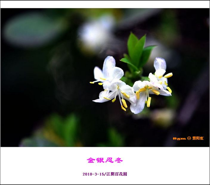 金银忍冬花