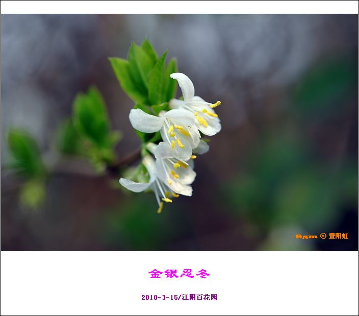 金银忍冬花